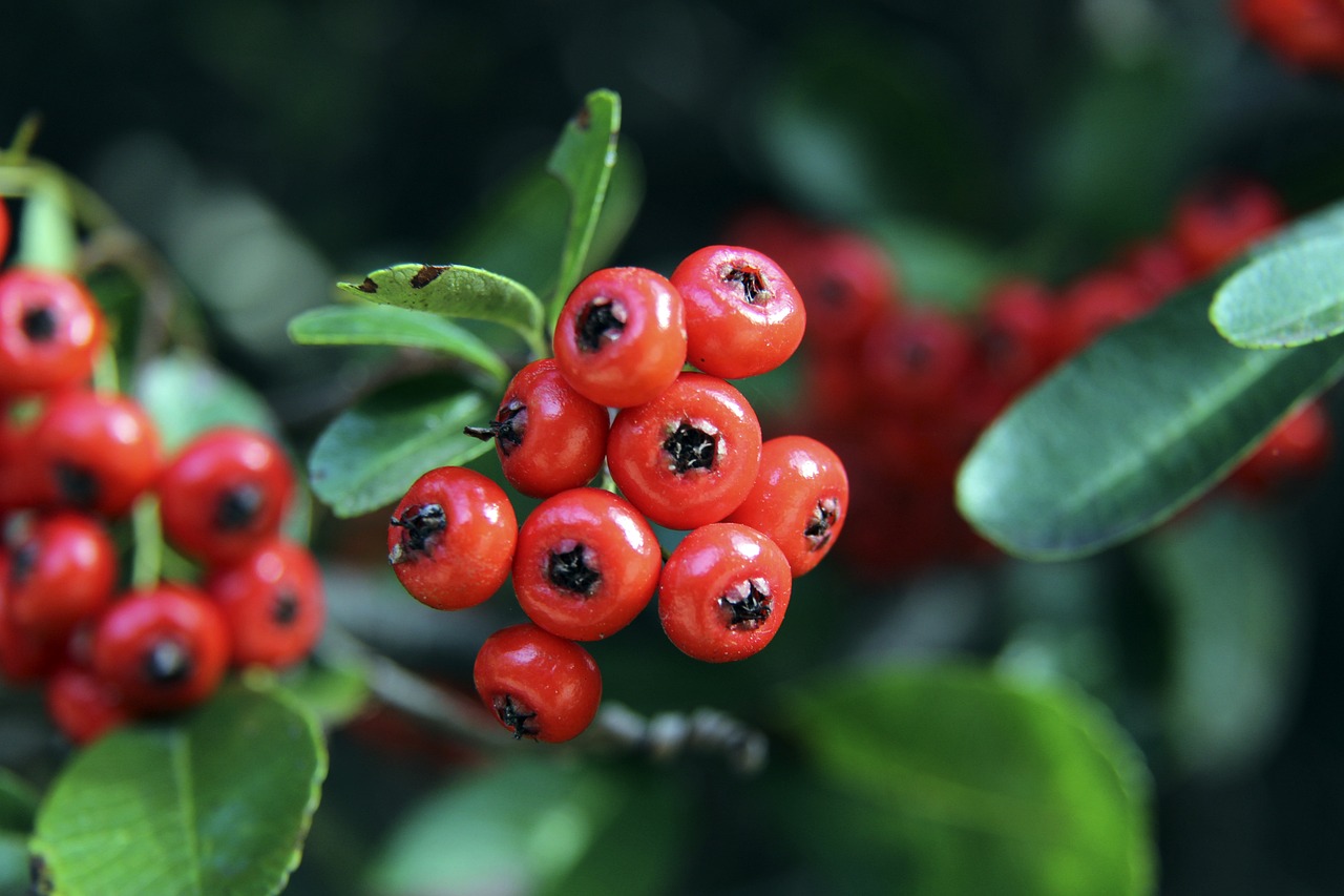 内马尔的复 内马尔的复